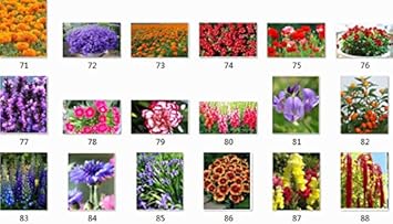 Organic Purple Landscape Autumn Flower Seeds for Planting – Heirloom, Non-GMO