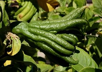 Bergamot Vegetable Seeds for Planting - 100 Pcs pcs