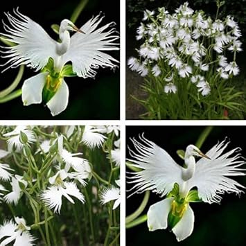 Japanese Egret White Orchid Flower Seeds for Garden Planting - NON GMO Seeds