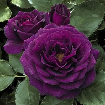Purple Rose Heirloom Non-GMO Seeds for Planting – Rich Color