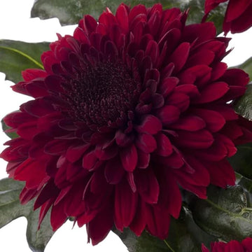 Maroon Red Chrysanthemum Flower Seeds â€“ Heirloom Non-GMO Blooms for Elegant Autumn Gardens