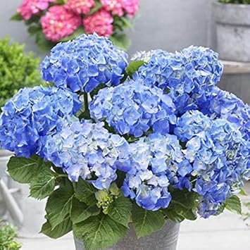 Sky Blue Hydrangea Flower Seeds - 100 pcs