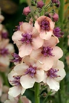 Antique Rose Verbascum Plant Seeds for Planting Non-GMO Heirloom Garden Seeds for Growing