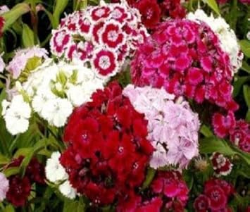 Mixed Barbatus Flower Seeds for Planting - 100 pcs