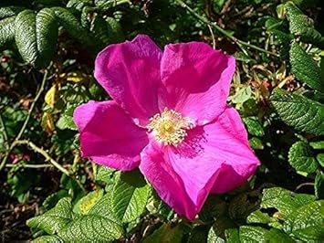 Rugosa Flower Seeds for Planting - 100 pcs for planting in your garden.