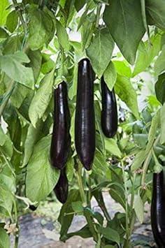 Fresh Eggplant Sweet Fruit Seeds for Planting Black 100 Pcs pcs