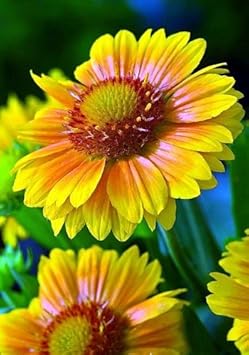 Yellow Gaillardia Flower Seeds for Planting – 100 pcs