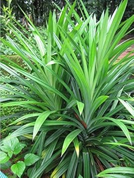Pandan Seeds for Planting,Tropical Gardens -Heirloom & Non-GMO Seeds Scientific Name Placeholder for planting in home garden