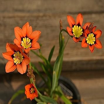 Heirloom Non-GMO White Sparaxis Tricolor Flower Seeds for Garden Planting – Vibrant Spring Blooms Mix