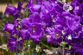 Heirloom Non-GMO Narcissus Tazetta Flower Seeds for Planting – Fragrant Spring Garden Blooms