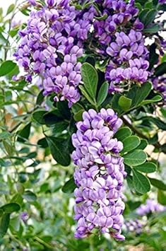 Heirloom Non-GMO Laurel Sophora Flower Seeds for Planting – Hardy Blooms for Dry and Coastal Gardens