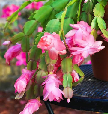 White Pink Zygocactus Truncatus Flower Seeds for Planting - Non-GMO, Heirloom Garden Seeds