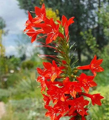 Heirloom Non-GMO Standing Cypress Flower Seeds for Planting – Tall Pollinator-Friendly Garden Blooms