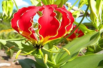 Red Gloriosa Superba Plant Seeds for Planting, 100 pcs