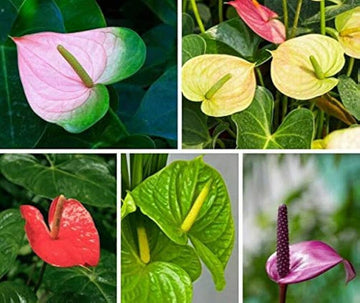 Heirloom Mixed Anthurium Andraeanum Flower Seeds – Non‑GMO Ornamental Seeds