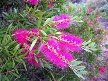 Pink Callistemon Violaceus Flower Seeds - 100 pcs