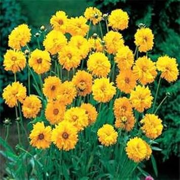 Yellow Coreopsis Flower Seeds – Heirloom, Non-GMO Flower Seeds for Planting