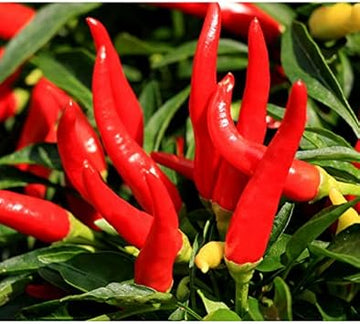 Red Chilli Vegetable Seeds for Planting heirloom & Non-GMO Seeds