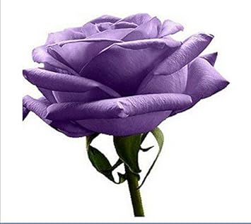 Violet Rose Edge Plant Seeds for Planting Non-GMO Heirloom Garden Seeds for Growing Beautiful Flowers