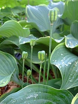 Pink Fritillaria Flower Seeds for Planting â€“ NON GMO Seeds