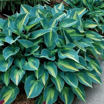 Heirloom Non-GMO Sea Green Hosta Plant Seeds for Planting