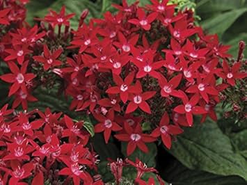 Red Pentas Flower Seeds for Planting - 100 Pcs pcs