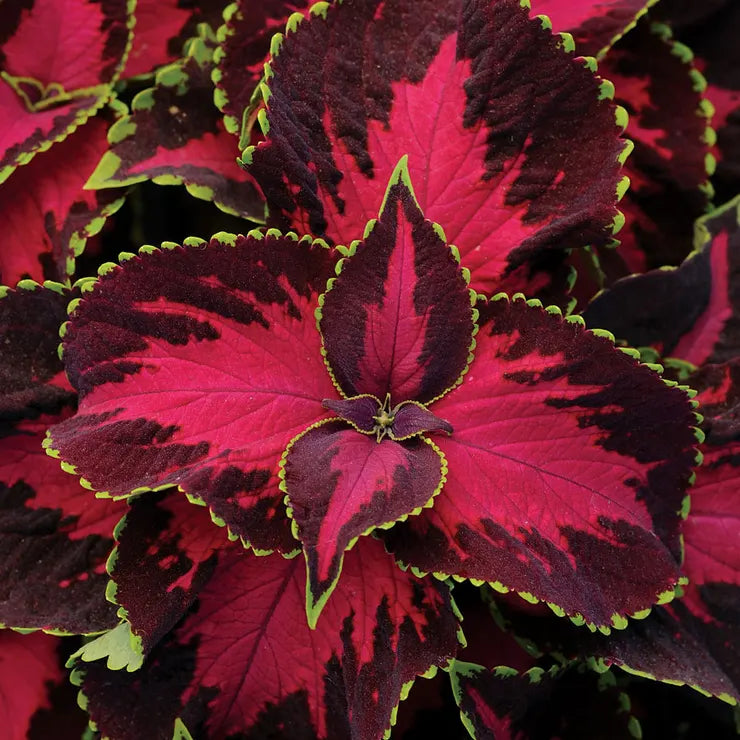 Chocolate Covered Cherry red coleus Plant Seeds for Planting - Beautiful Blooms, heirloom seeds for planting in home garden