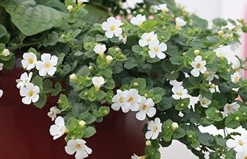 Bacopa Colgantes Flower Seeds for Planting, 100 pcs