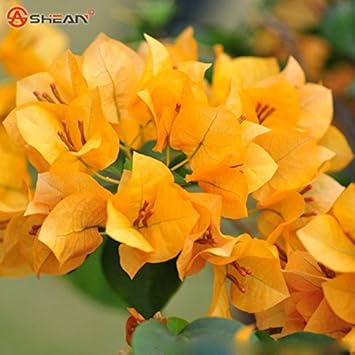 Yellow Bougainvillea Seeds for Planting ƒ?? Organic, Heirloom, Non-GMO Flowers