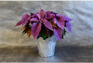 Heirloom Non-GMO Purple Poinsettia Flower Seeds for Planting ƒ?? Rare Festive Blooming Flower Seeds