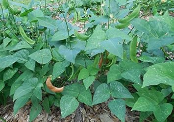 Bush Bean Seeds for Planting - 100 Pcs pcs