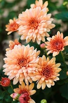 Light Orange Chrysanthemum Flower Seeds – Heirloom Non-GMO Seeds for Lush Seasonal Garden Blooms