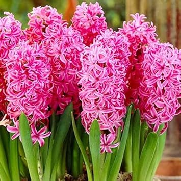 Organic Mixed Hyacinth Flower Seeds for Planting – Heirloom, Non-GMO
