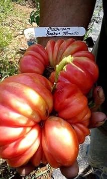 Red Beefsteak Tomato Vegetable Seeds for Planting heirloom & Non-GMO Seeds