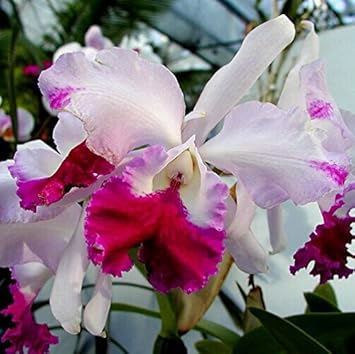 Pink Cattleya Flower Seeds for Planting - 100 pcs