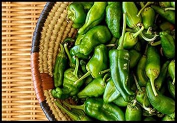 Green de Padron Vegetable Seeds for Planting heirloom & Non-GMO Seeds