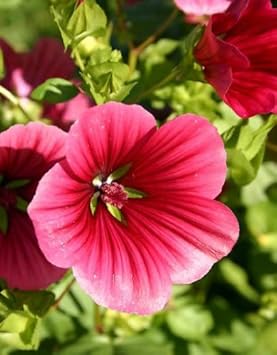 Malope Vulcan Flower Seeds for Planting - 100 pcs