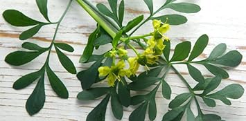 Ruta Plant Seeds – Medicinal Herb for Your Garden - Heirloom & Non-GMO Seeds for planting – Fresh Herb for Your Garden