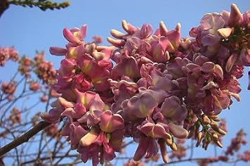 Pale Pink Gliricidia Sepium Flower Seeds for Planting - NON GMO Seeds