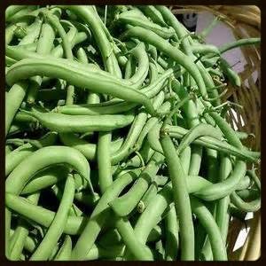 Green Bean Seeds for Planting - Healthy Vegetable 100 Pcs pcs