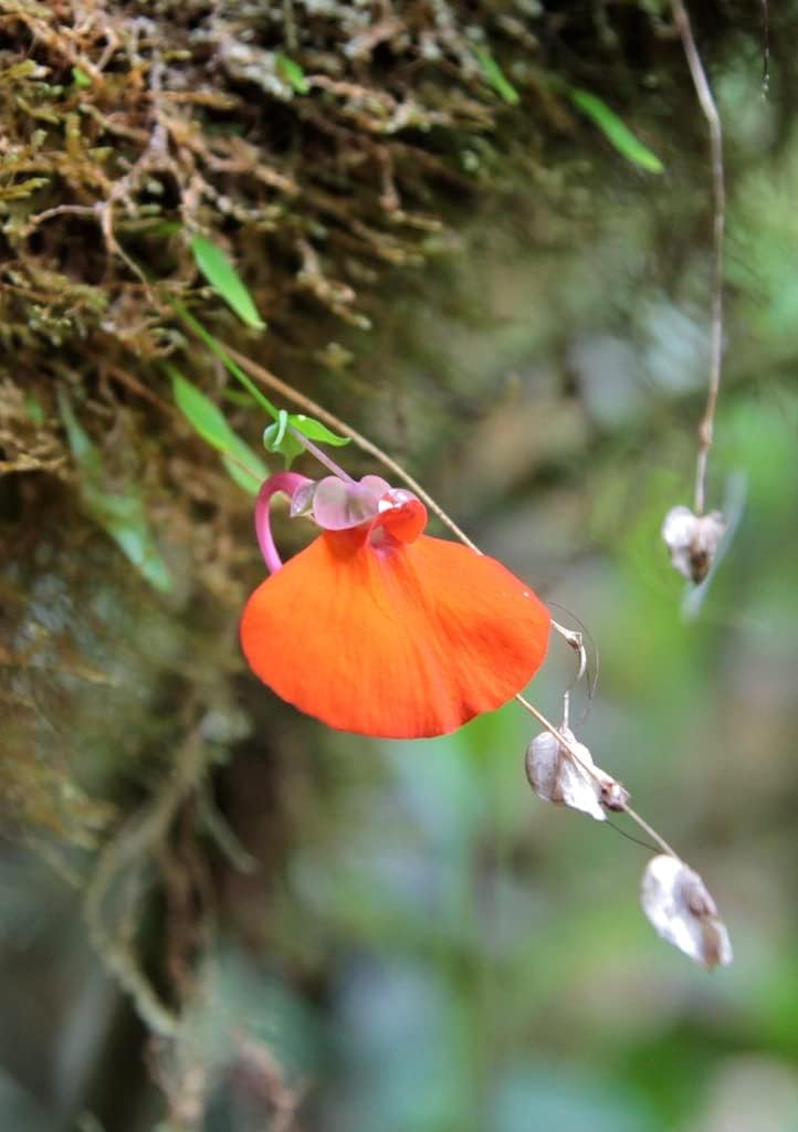 Orange Utricularia Flower Seeds for Planting - NON GMO Seeds for planting in home garden