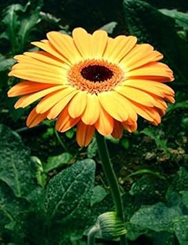 Orange Gerbera Jamesonii Flower Planting Seeds for Garden NON GMO Seeds