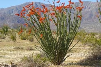 Ocotillo Fouquieria Splendens Plant Seeds for Planting - NON GMO Seeds