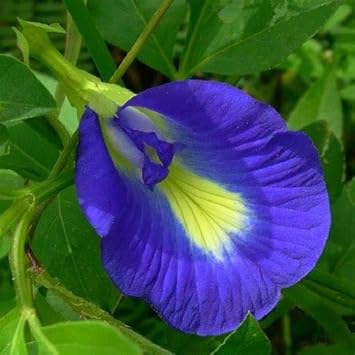 Heirloom Pinellia Flower Seeds, Non-GMO Unusual Shade-Loving Blooms for Garden Planting for planting in home garden
