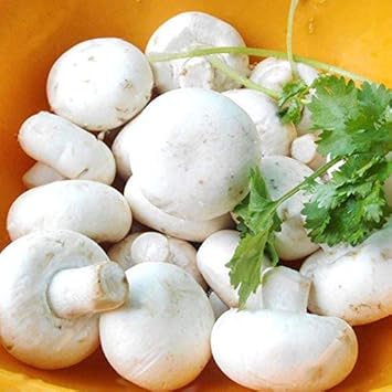 White Mushroom Seeds for Planting - 100 Pcs pcs
