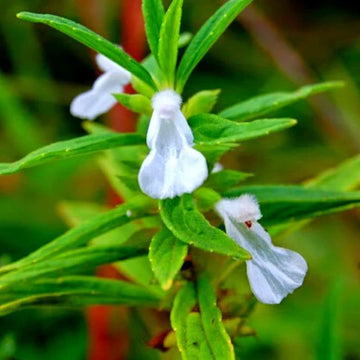 Leucas Aspera Herb Seeds
