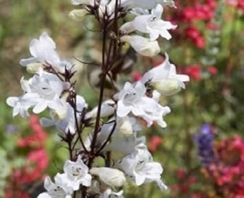 Heirloom Non-GMO White Snowbells Flower Seeds for Charming Garden Edges and Seasonal Planting