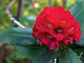 Heirloom Red Rhododendron Flower Seeds, Non-GMO Vibrant Blooms for Planting for planting in your garden.