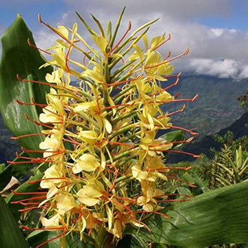 Yellow Fragrant Flower Seeds for Planting - NON GMO Seeds