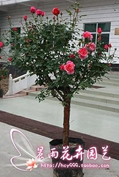 Tricolour Standard Rose Heirloom Non-GMO Seeds for Planting